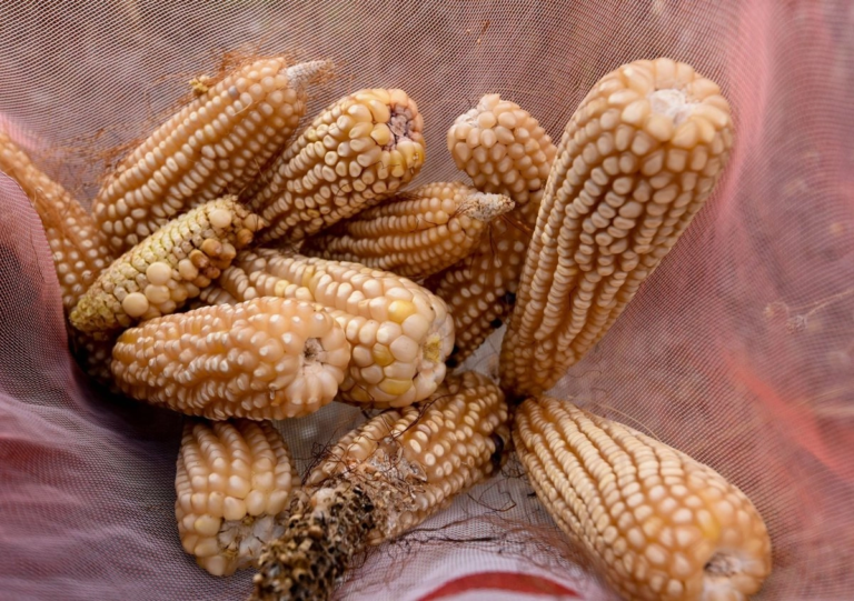 Sader publica reglas de operación para el plan “El Maíz es la Raíz”, que fomenta siembra y producción nativa