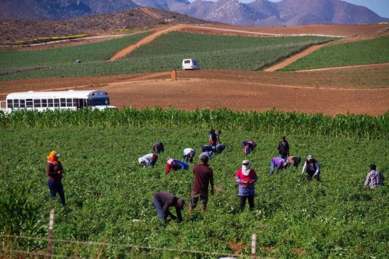 Sheinbaum anuncia firma de certificado de derechos para trabajadores agrícolas del sector de exportación