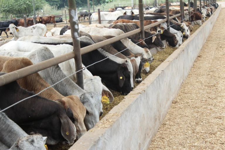 Fábrica de moscas para combatir al gusano barrenador, se inaugurará en junio, adelanta Sheinbaum