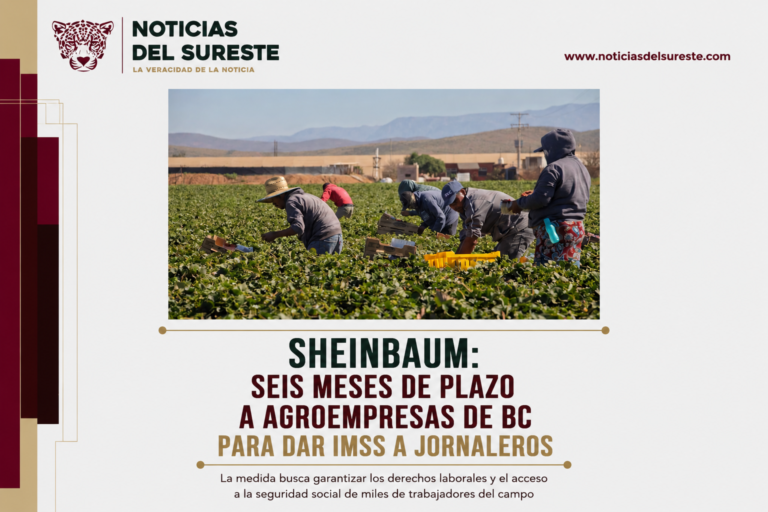 Sheinbaum: seis meses de plazo a agroempresas de BC para dar IMSS a jornaleros