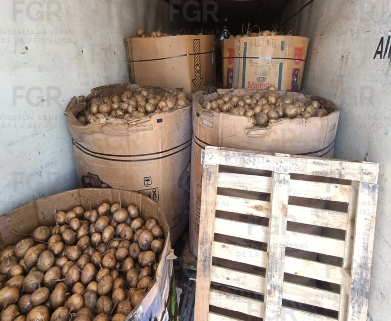 FGR asegura casi una tonelada de metanfetamina en tractocamión con jícamas en Durango
