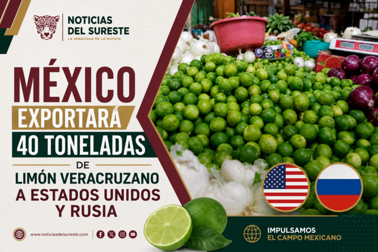 México exportará 40 toneladas de limón veracruzano a Estados Unidos y Rusia